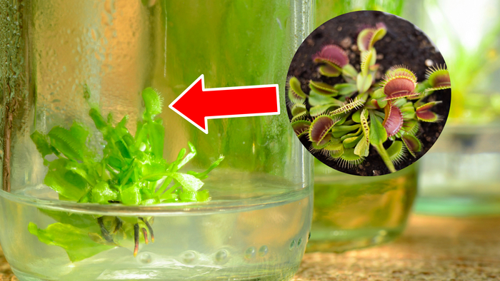   (Dionaea muscipula)      .