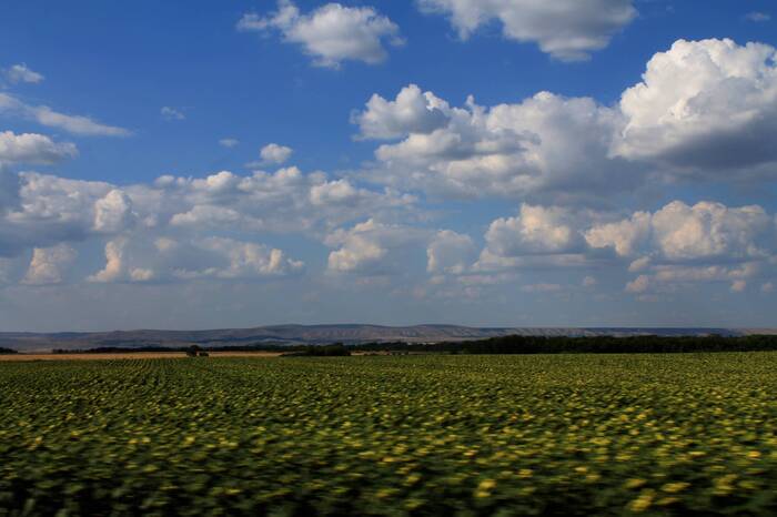 The sunflowers are ripe - My, The photo, Landscape, Nature, Sunflower, Field, Сельское хозяйство