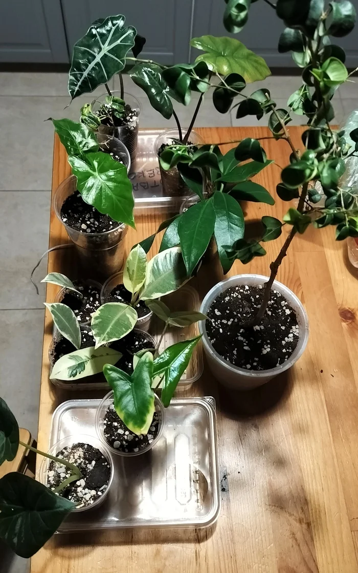 Trifle - My, Houseplants, Hobby