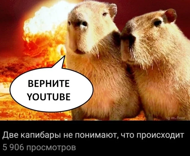 Bring back YouTube - Milota, Picture with text, Youtube, Capybara, A wave of posts