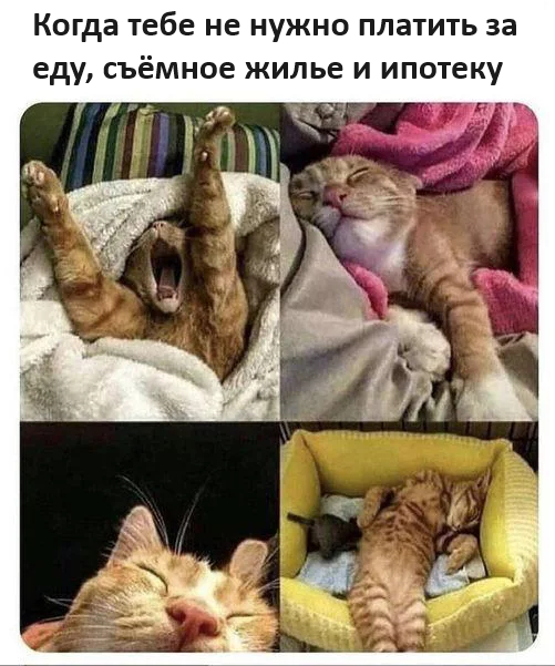 This is life! - Humor, Picture with text, cat, Laziness