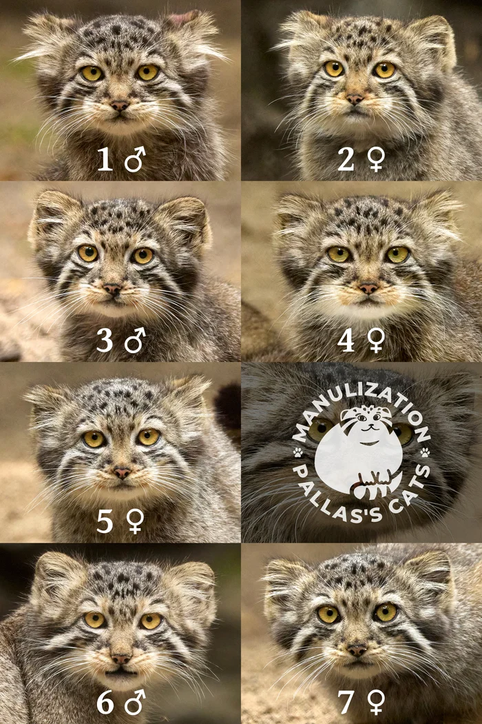 Boy-girl results! - My, Pallas' cat, Novosibirsk Zoo, Young, Wild animals, Predatory animals, Cat family, Small cats, Zoo