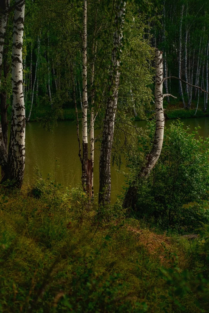 Лесное озеро - Лес, Озеро, Татарстан, Пейзаж, Красивый вид, Фотография, Дикая природа