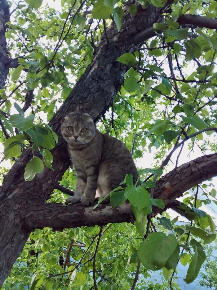 Оказывается, был День кошек! - Моё, Кот, Шотландская вислоухая, Мобильная фотография, День кошек