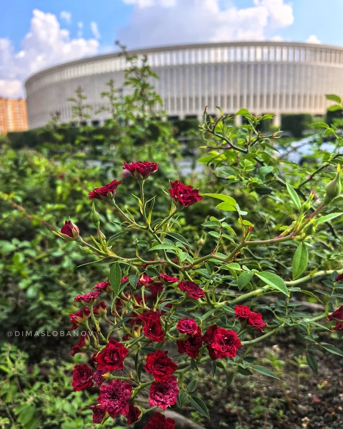 Sunny summer - My, Galitsky Park, Krasnodar Park, Delonix royal, Lilac, Flowers, Summer, Longpost, The photo, Mobile photography