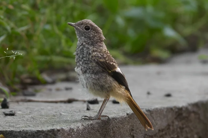 Common redstart (Vladivostok) - My, Canon, Photo hunting, Ornithology, Ornithology League, Birds, Redstart, Vladivostok, Longpost, The photo