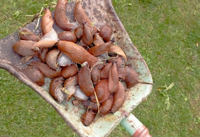 Spanish slug: This western pest has infested central Russia. What is its real danger? - Slug, Animals, Wild animals, Yandex Zen, Yandex Zen (link), Longpost, Gastropod molluscum