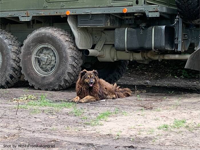 Городские красавцы - Моё, Собака, Животные, Прогулка по городу, Фотография, Калининград, Калининградская область, Уличная фотография, Балтийск