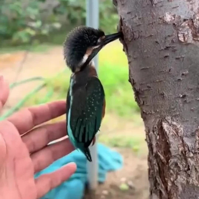 Kingfisher: Birds stuck in trees. What's behind the strange bird rescue videos? - Kingfisher, Birds, Animals, Wild animals, Yandex Zen, Yandex Zen (link), Longpost