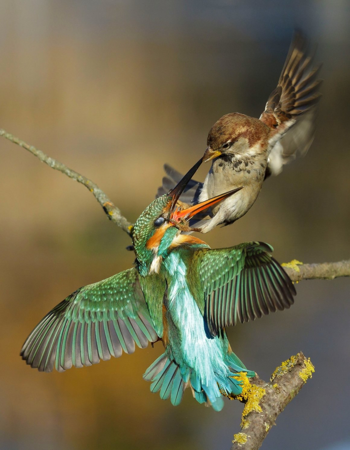 Спор отдела маркетинга и бухгалтерии. Ох уж эта дикая офисная природа!