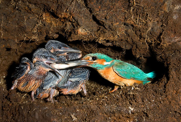 Ничего, детишки, зато не в ипотеку!