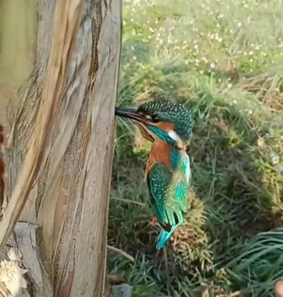 Kingfisher: Birds stuck in trees. What's behind the strange bird rescue videos? - Kingfisher, Birds, Animals, Wild animals, Yandex Zen, Yandex Zen (link), Longpost