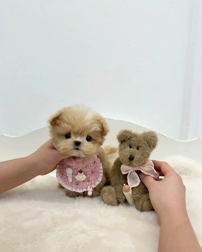 Maltipoo: “Plush” mini dogs. A goldmine for scam breeders - Dog, Animals, Yandex Zen, Yandex Zen (link), Longpost, Crossbreeding