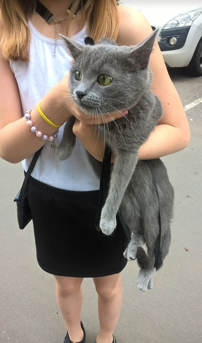 Russian Blue - My, Russian blue, Milota, cat, Accident, The photo