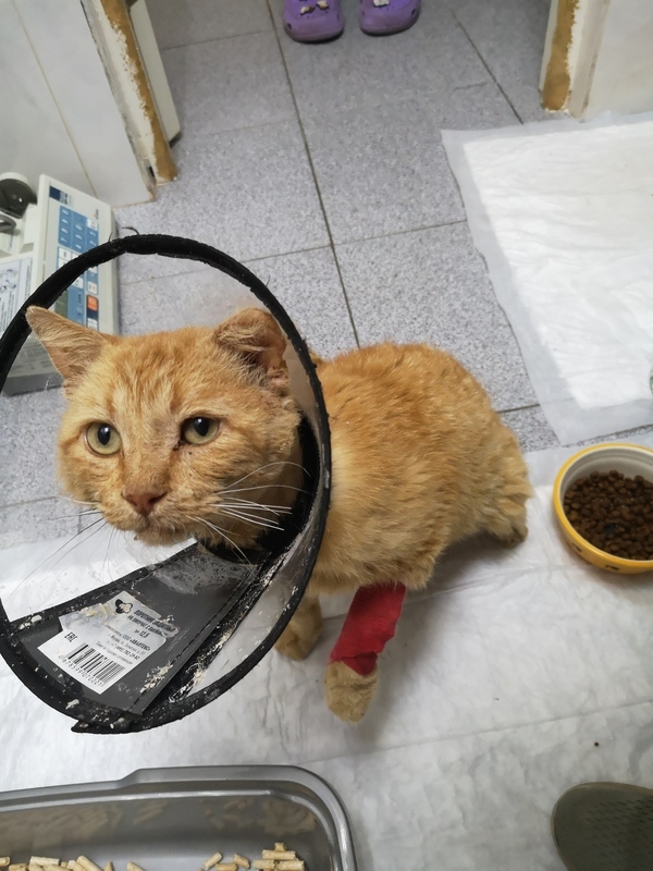 The most unfortunate and most affectionate cat Billy Weasley is looking for a home - Animal Rescue, In good hands, Shelter, Homeless animals, cat, Cat lovers, Volunteering, No rating, Moscow, Moscow region, Longpost