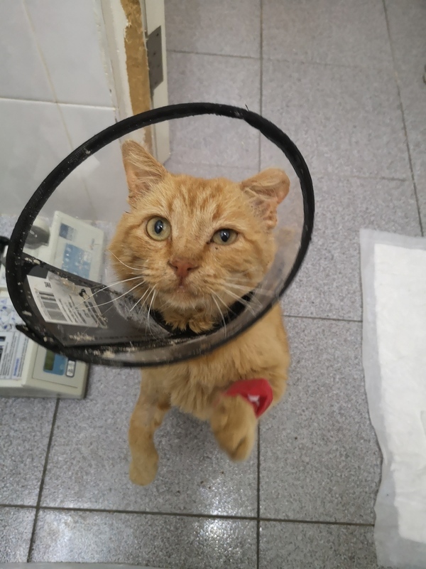 The most unfortunate and most affectionate cat Billy Weasley is looking for a home - Animal Rescue, In good hands, Shelter, Homeless animals, cat, Cat lovers, Volunteering, No rating, Moscow, Moscow region, Longpost