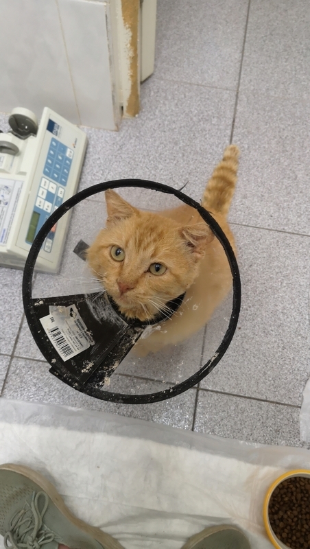 The most unfortunate and most affectionate cat Billy Weasley is looking for a home - Animal Rescue, In good hands, Shelter, Homeless animals, cat, Cat lovers, Volunteering, No rating, Moscow, Moscow region, Longpost