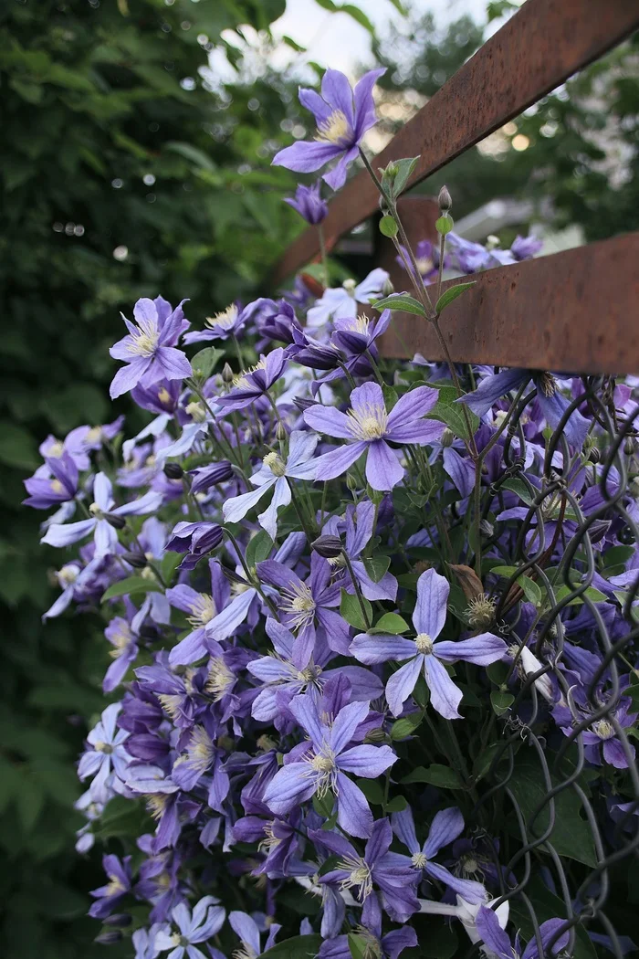 Clematis - My, Clematis, Flowers, Sheksna, Canon, Vologodskaya Oblast, Summer, Longpost, The photo