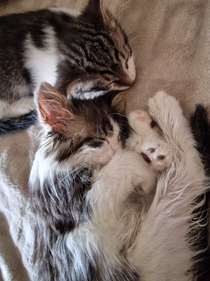 Помытые девчушка-пушушка и гладкошерстный мальчишка-чибальчишка.