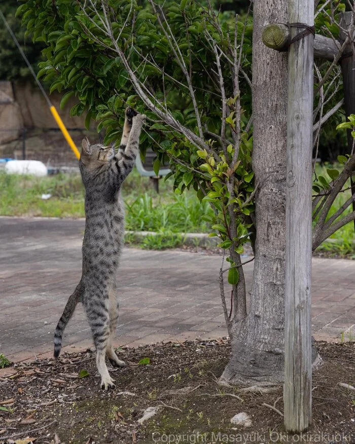 Gardening... - cat, Paws, Twitter (link), Striped, The photo