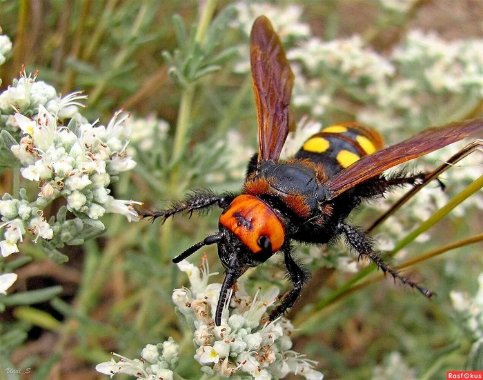 Scolia the giant: Nature is changing, giant wasps have moved to Moscow. What is worth knowing about the new resident of the capital? - Wasp scolia, Insects, Animals, Wild animals, Yandex Zen, Yandex Zen (link), Longpost