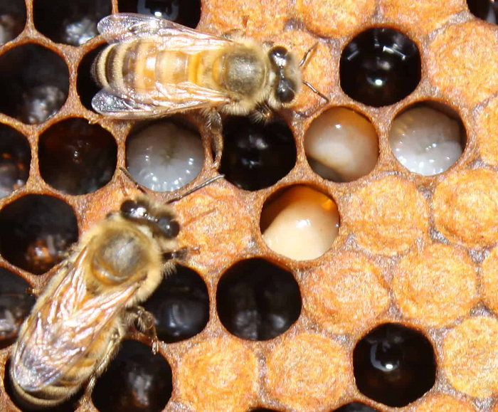 Хотели вырастить работящего члена общества, а на выходе получилась токсичная каша.