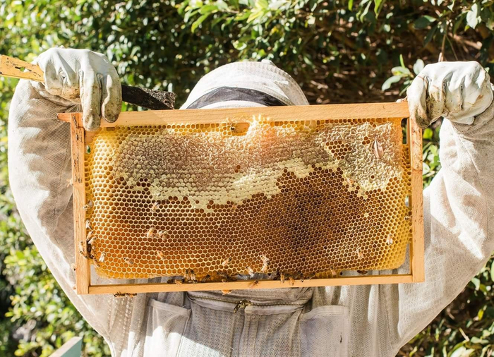 В первые недели болезнь практически невозможно обнаружить.