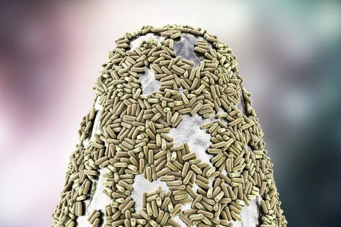 Бактерии настолько маленькие, что на кончике иглы их могут быть тысячи. А споры ещё меньше! Поэтому их распространение невозможно отследить.