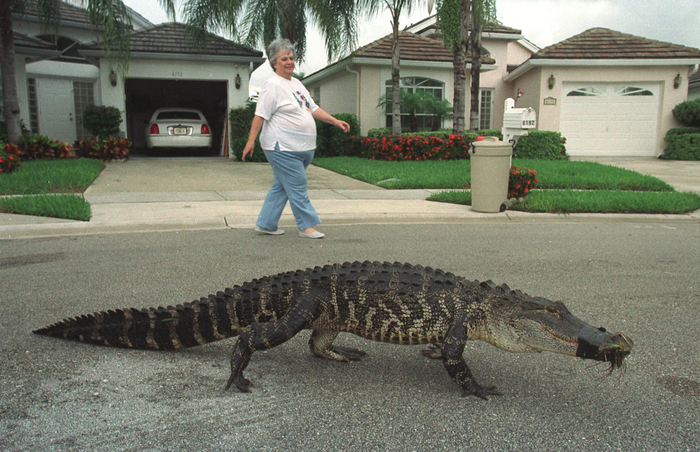 Женщина выгуливает свою собаку. Заметьте, собака в наморднике!