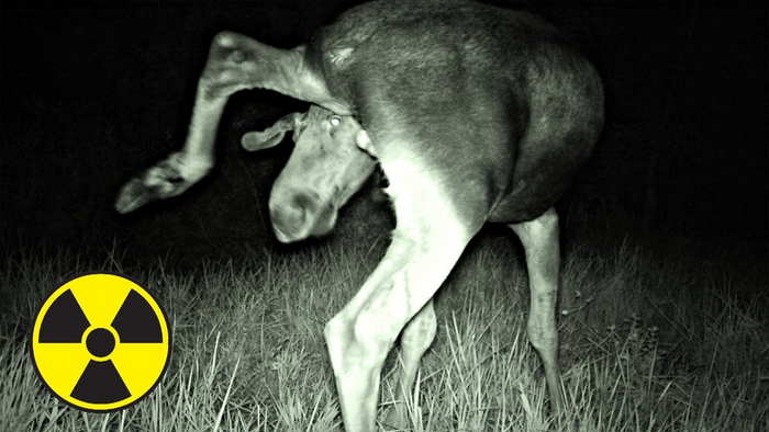 Природа Чернобыля: Как изменилась местная фауна за полвека отчуждения? Чернобыль, Животные, Дикие животные, Радиация, Яндекс Дзен, Яндекс Дзен (ссылка), Длиннопост Природа Чернобыля: Как изменилась местная фауна за полвека отчуждения? Чернобыль, Животные, Дикие животные, Радиация, Яндекс Дзен, Яндекс Дзен (ссылка), Длиннопост