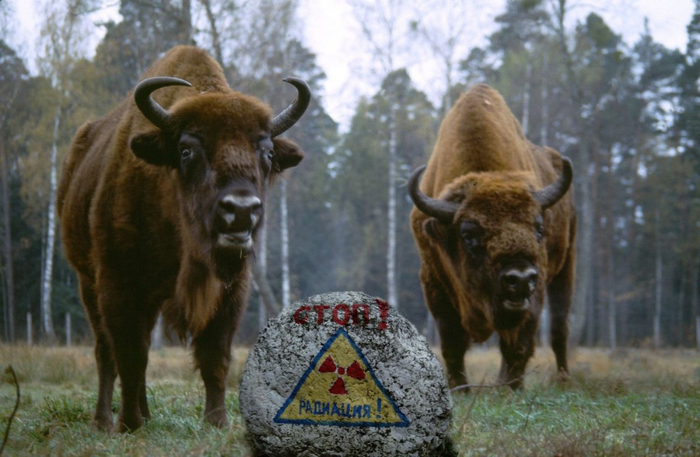 Природа Чернобыля: Как изменилась местная фауна за полвека отчуждения? Чернобыль, Животные, Дикие животные, Радиация, Яндекс Дзен, Яндекс Дзен (ссылка), Длиннопост Природа Чернобыля: Как изменилась местная фауна за полвека отчуждения? Чернобыль, Животные, Дикие животные, Радиация, Яндекс Дзен, Яндекс Дзен (ссылка), Длиннопост