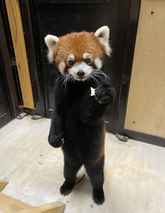 Red Panda: How a purebred predator became a vegan. Severe consequences of nutritional restructuring - Red panda, Animals, Wild animals, Yandex Zen, Yandex Zen (link), Longpost