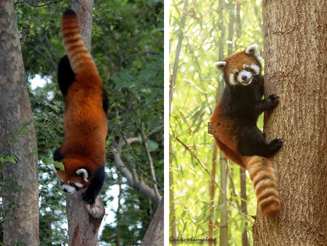 Red Panda: How a purebred predator became a vegan. Severe consequences of nutritional restructuring - Red panda, Animals, Wild animals, Yandex Zen, Yandex Zen (link), Longpost