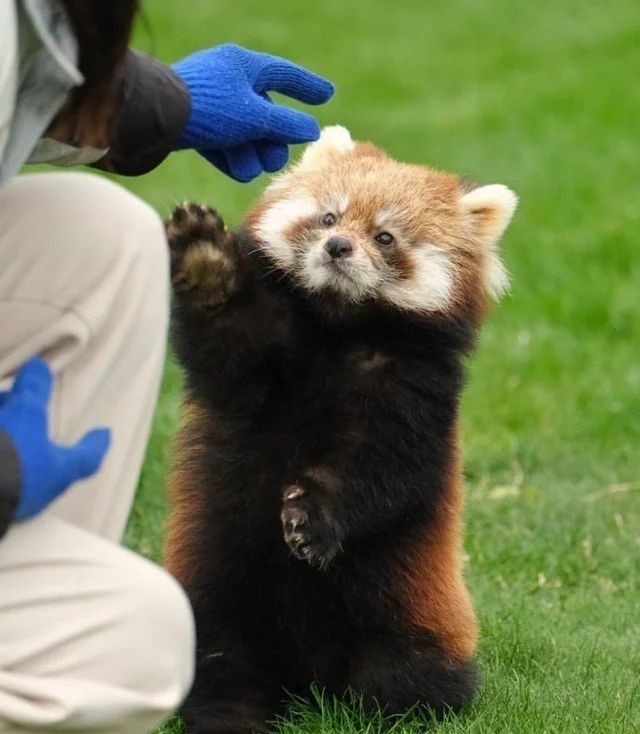 Red Panda: How a purebred predator became a vegan. Severe consequences of nutritional restructuring - Red panda, Animals, Wild animals, Yandex Zen, Yandex Zen (link), Longpost