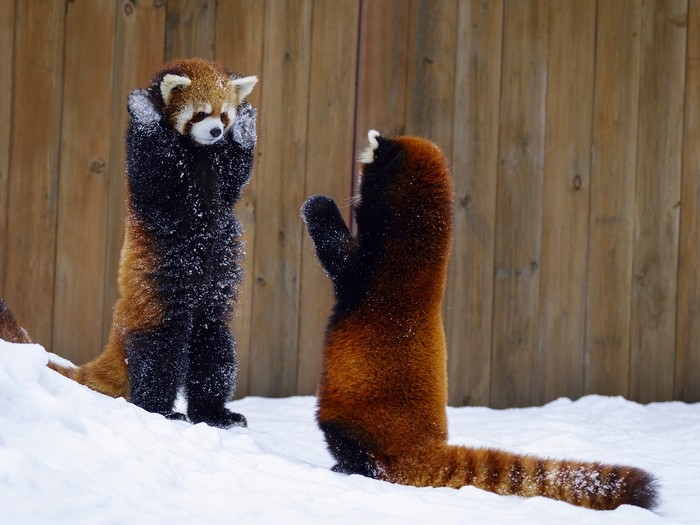 Red Panda: How a purebred predator became a vegan. Severe consequences of nutritional restructuring - Red panda, Animals, Wild animals, Yandex Zen, Yandex Zen (link), Longpost