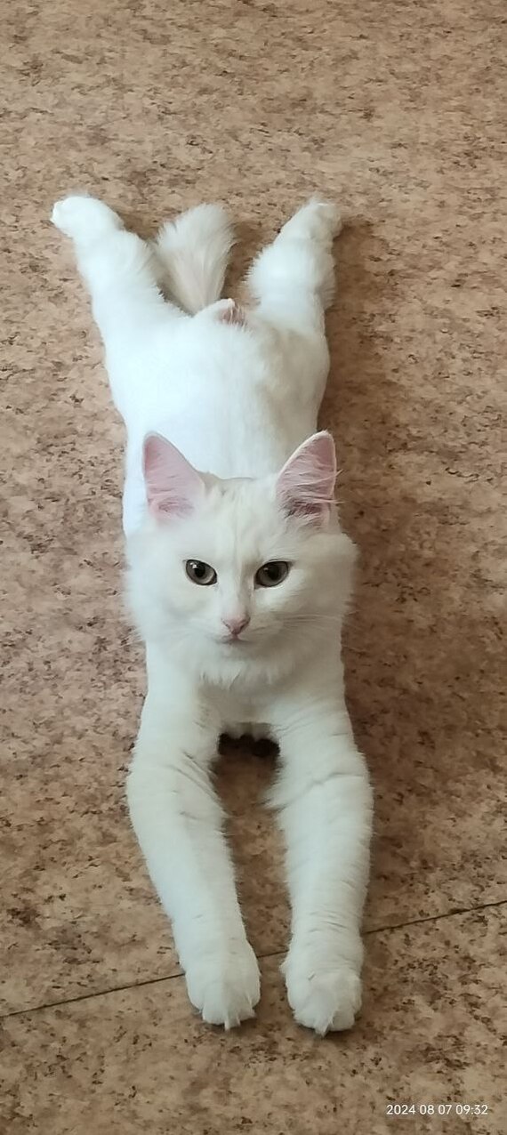 �������� ����� ���. ������ �������...