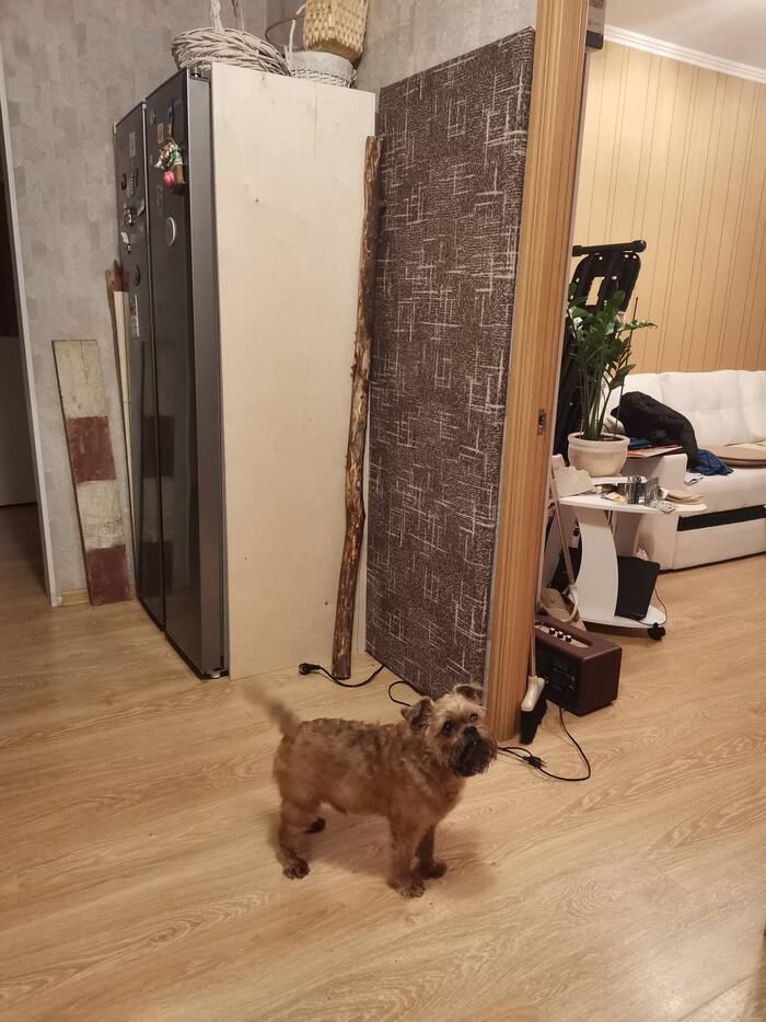 Помощник мой, брюссельский гриффон Тимоша, на фото ему 10 лет.