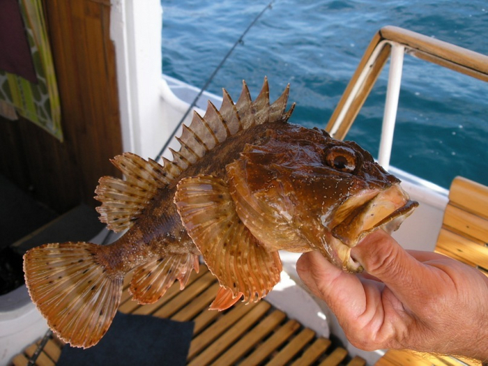 Запомните лицо этого криминального элемента!