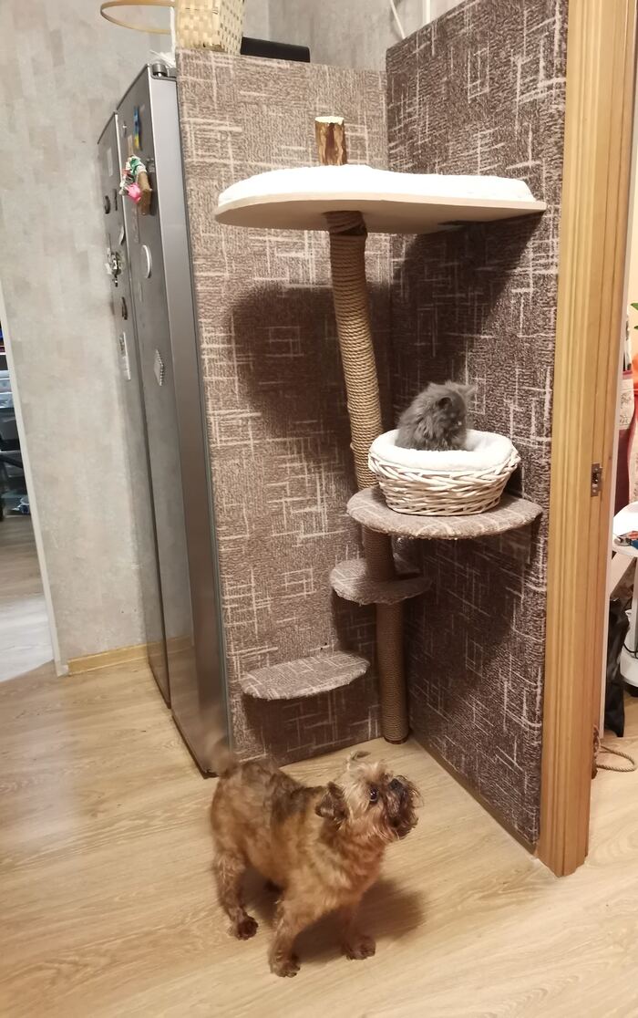 Тимон, брюссельский гриффон, прораб постройки дворянского гнезда.