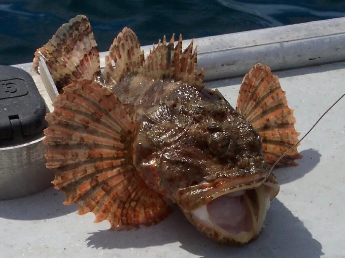 Не ешь меня! Желания исполнять не буду, но колючками затыкать могу!