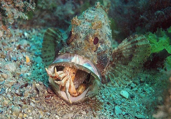 А ещё у скорпен может выдвигаться пасть! Выглядит даже эффектней ядовитых шипов!