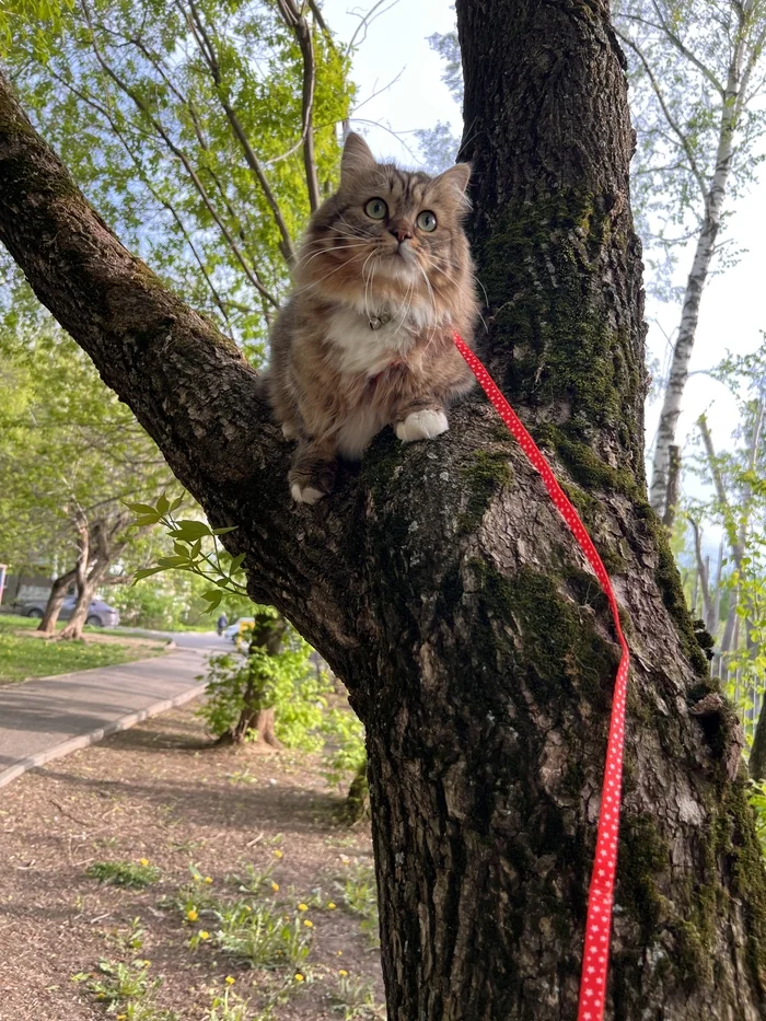 Reply to the post “Good day. I don’t know why, but I decided to share with you a photo from the walk, I really like it.” - My, cat, Siberian cat, The photo, Kazan, Reply to post