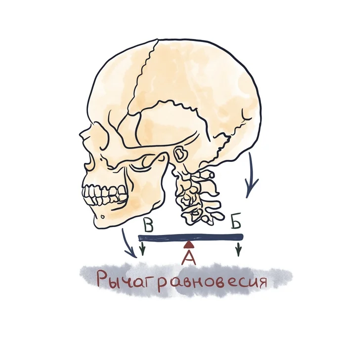 Biomechanics of the musculoskeletal system. Types of bone levers. You need to know this for good rehabilitation - My, Rehabilitation, Lever arm, The medicine, PHYSICAL THERAPY, Biomechanics, Longpost