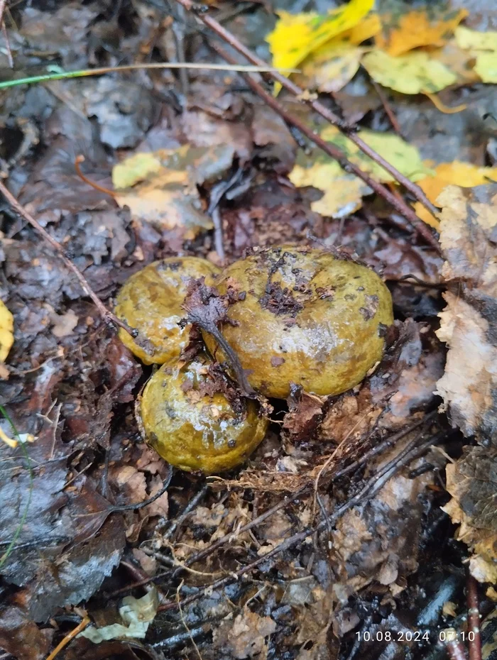 Baby - My, Mobile photography, Mushrooms, Lactarius