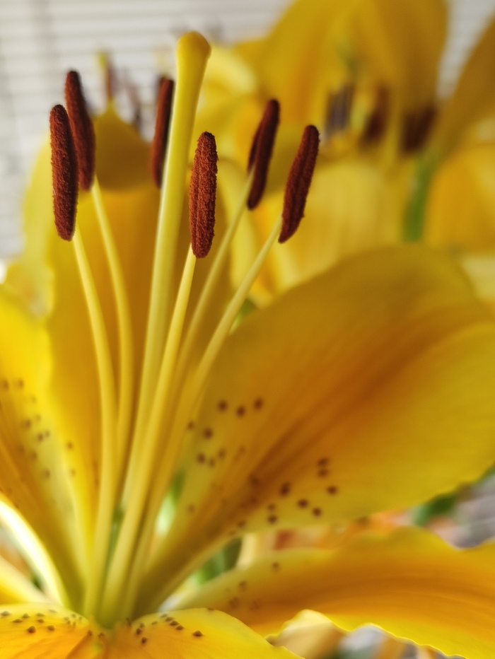 Макро лилия