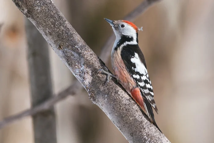 Bird portraits part 4 - My, Picture with text, Thrush, Bird watching, Birds, Fieldfare, White-backed woodpecker, Woodpeckers, Pika, Larks, Longpost