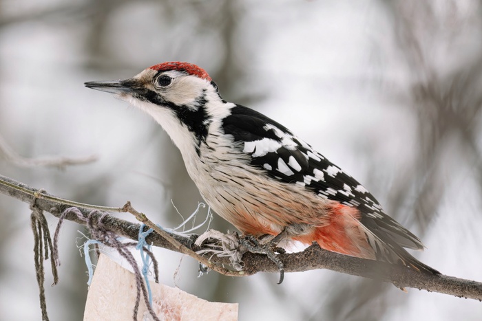 Белоспинный дятел