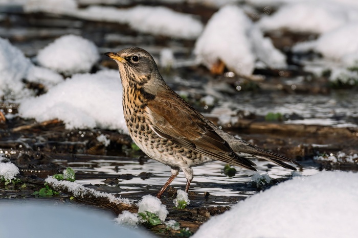 Дрозд-рябинник
