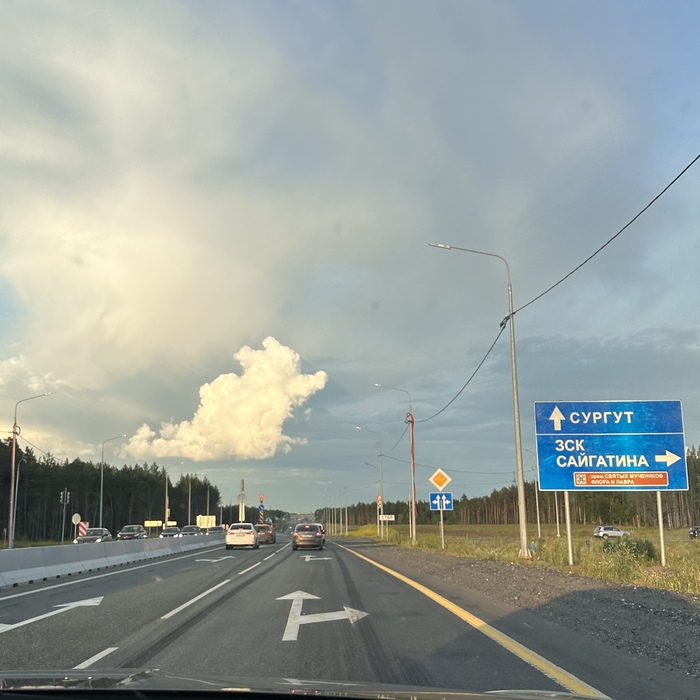 Пудель или медвежонок?