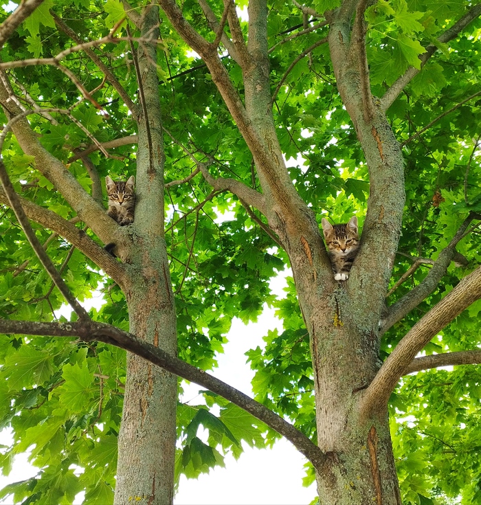 Август. На деревьях созрели первые коты...